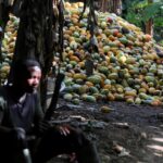 Légende : les producteurs de cacao du Ghana sont dans la tourmente de même que leurs homologues ivoiriens.