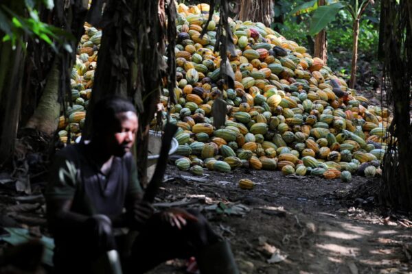 Légende : les producteurs de cacao du Ghana sont dans la tourmente de même que leurs homologues ivoiriens.